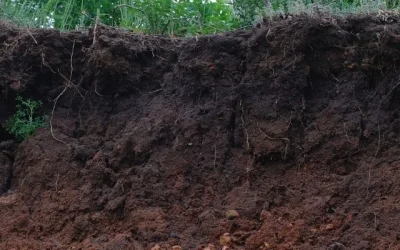 Managing Soil Erosion and Runoff on a Sloping Block